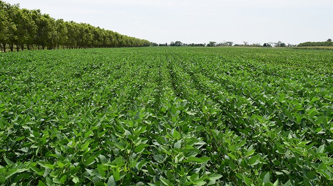 NOTICIA: Biotecnología en Bolivia oportunidad o riesgo para la agricultura Biotecnología en Bolivia oportunidad o riesgo para la agricultura