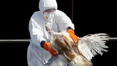 NOTICIA: Europa se anticipa a una posible pandemia por gripe aviar h5n1 Europa se anticipa a una posible pandemia por gripe aviar h5n1