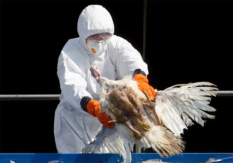 NOTICIA: Europa se anticipa a una posible pandemia por gripe aviar h5n1 Europa se anticipa a una posible pandemia por gripe aviar h5n1