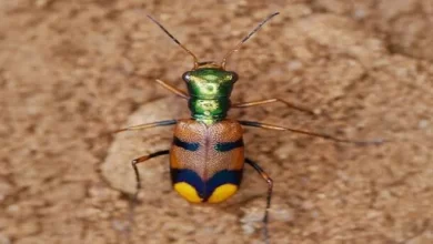 Pometon bolivianus: El Escarabajo Joya que Pone a Bolivia en la Mira del Mundo